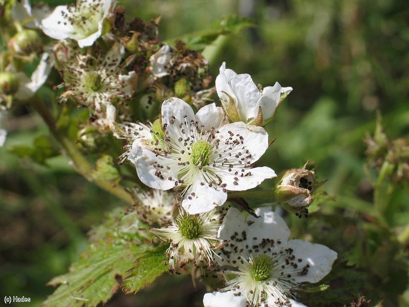 ����� �������