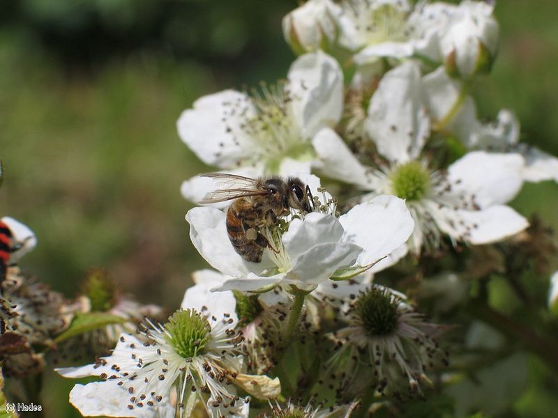 �� �������