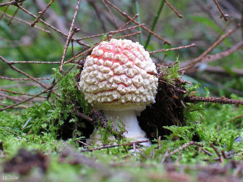 �������� �������