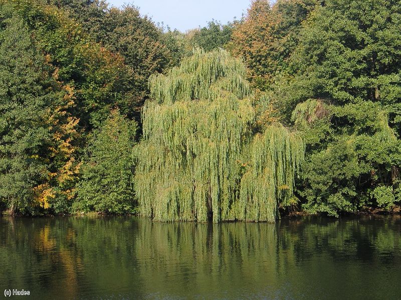 �����. ������������� �����.