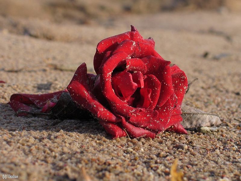 ���������.