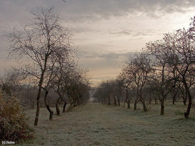 �������� ����. �����