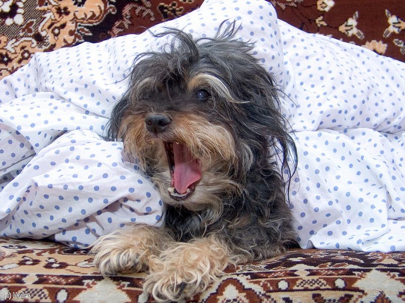 ������ ���������..