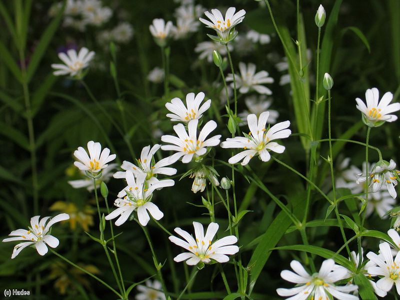 ������ ��������