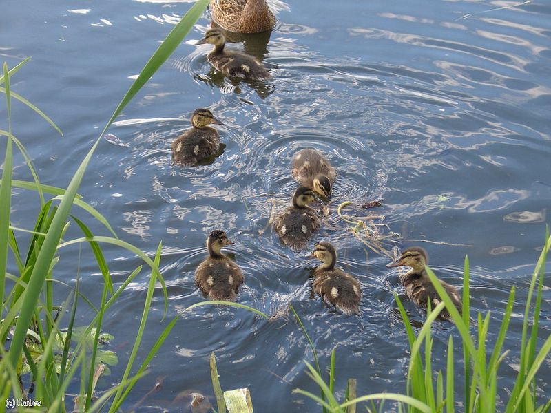 ������� �������