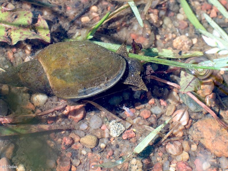 ������� ��������