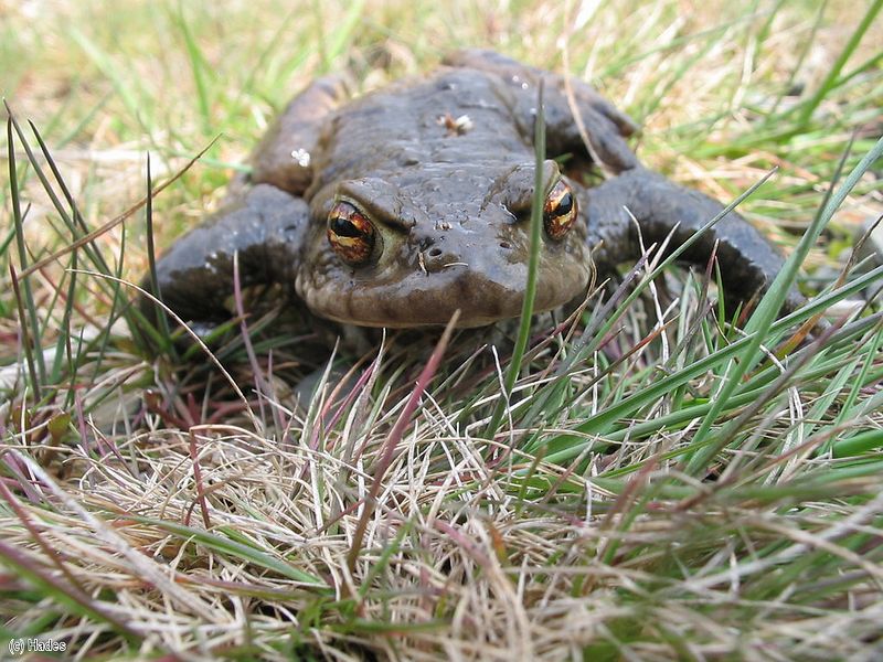 ���� ��������?