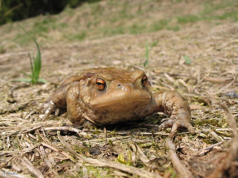 ����� �� ��������