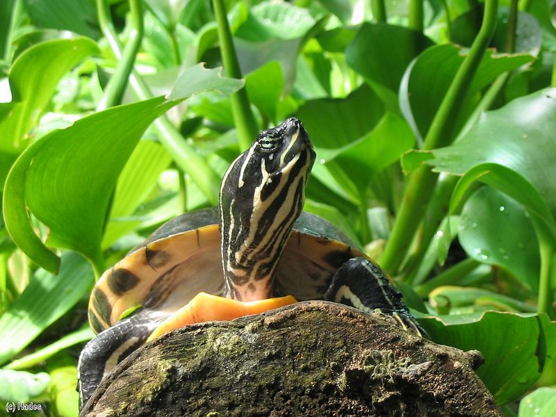 ���� ���������?