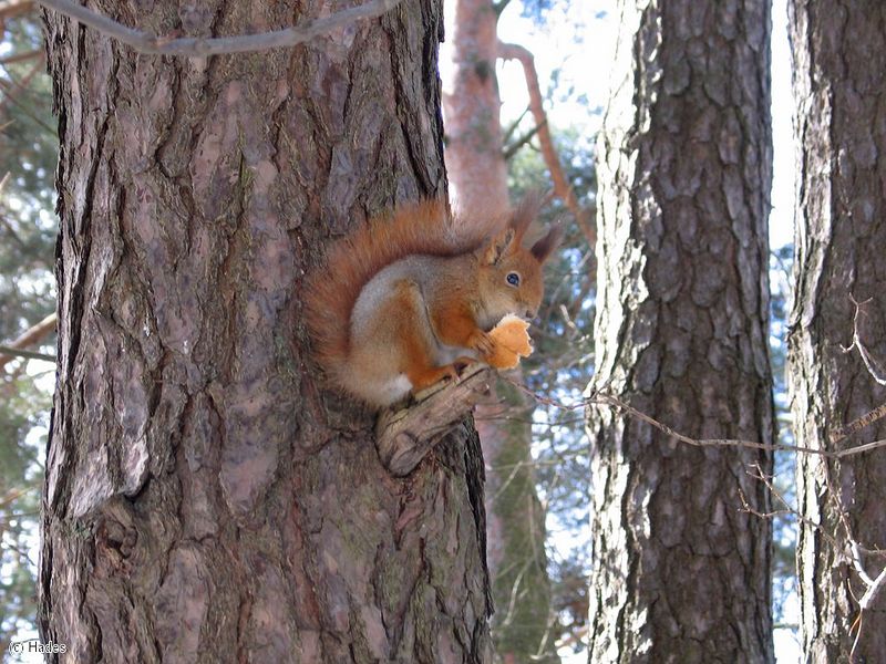 �� ������