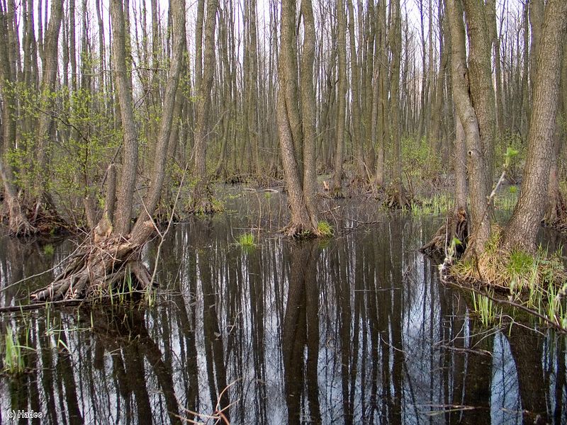 ������������ ���.