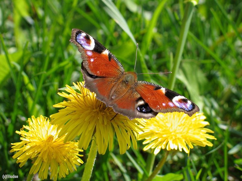 �������� ����