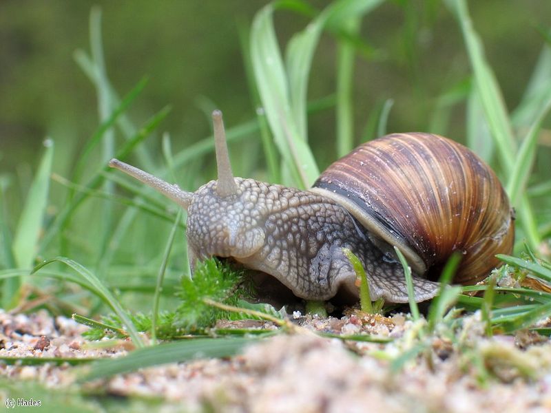 ����������� ������