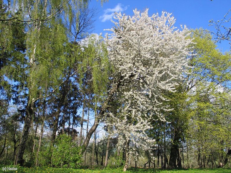 �������� ����. �����.