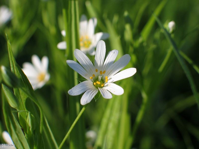 ������ �����