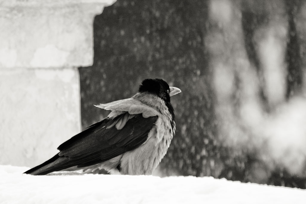 ���������� ���������