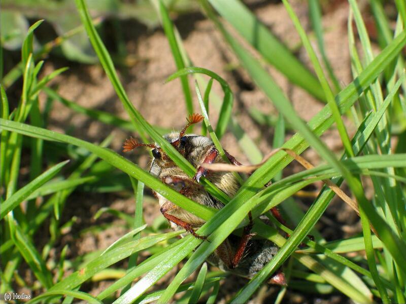 ������� ���