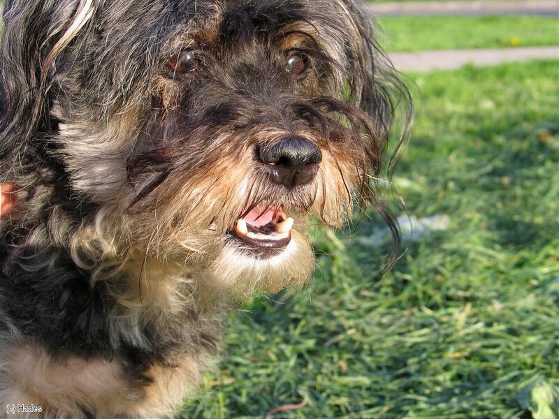 ��������� �����������. 