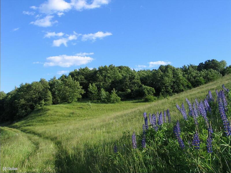 ����� �. �����