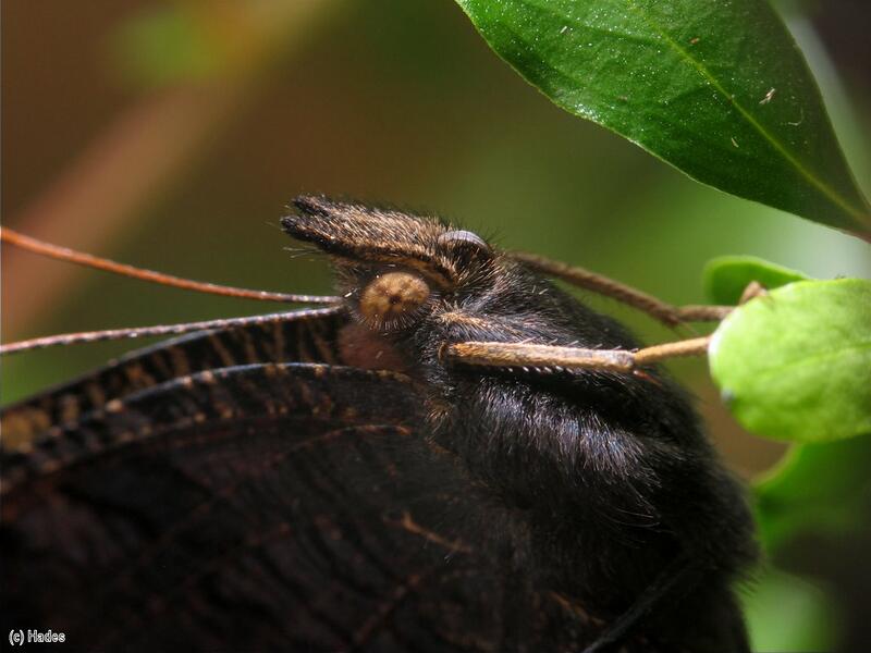 �������� ����. �������