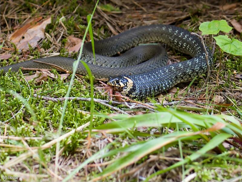 �� ������.