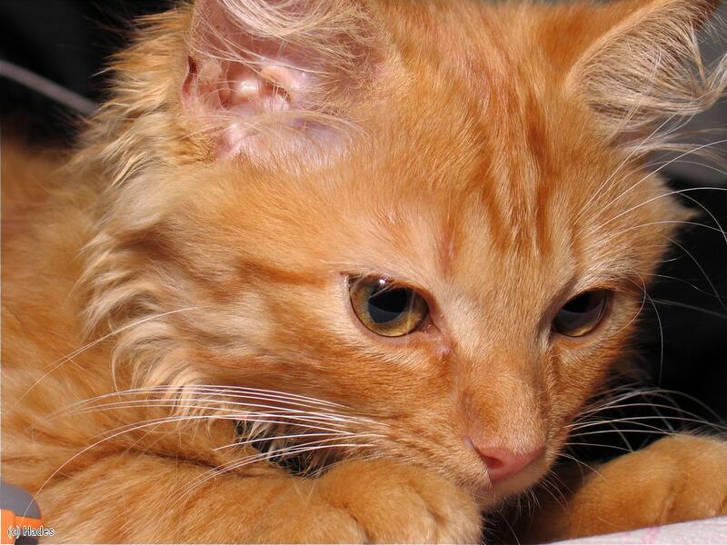 ������� �����