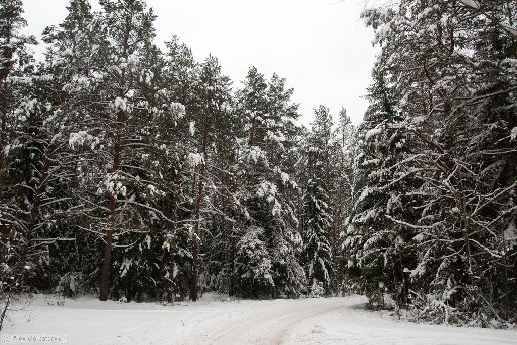 ������ ���