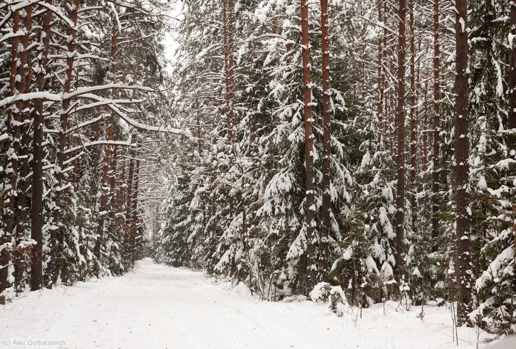 ������ ���