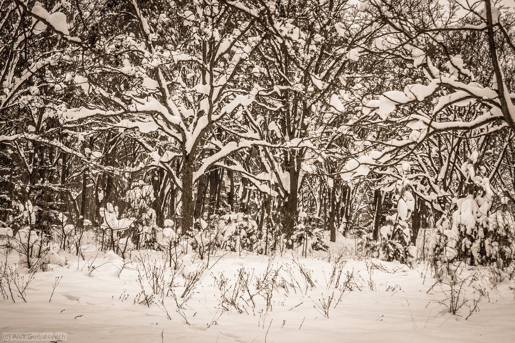 � ������ ����