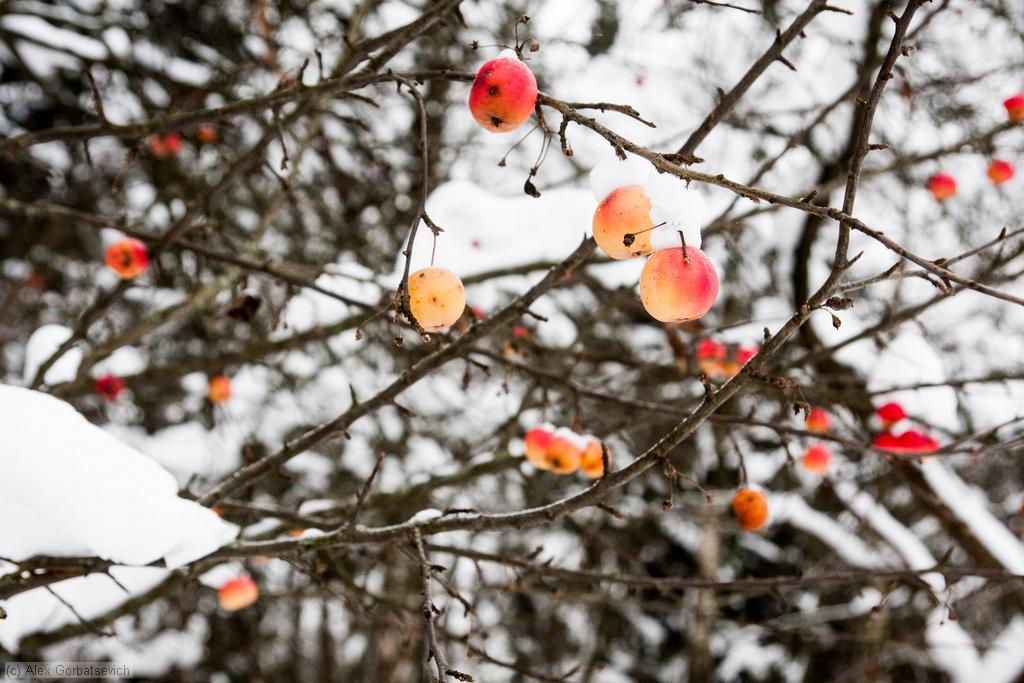 ������ �� �����