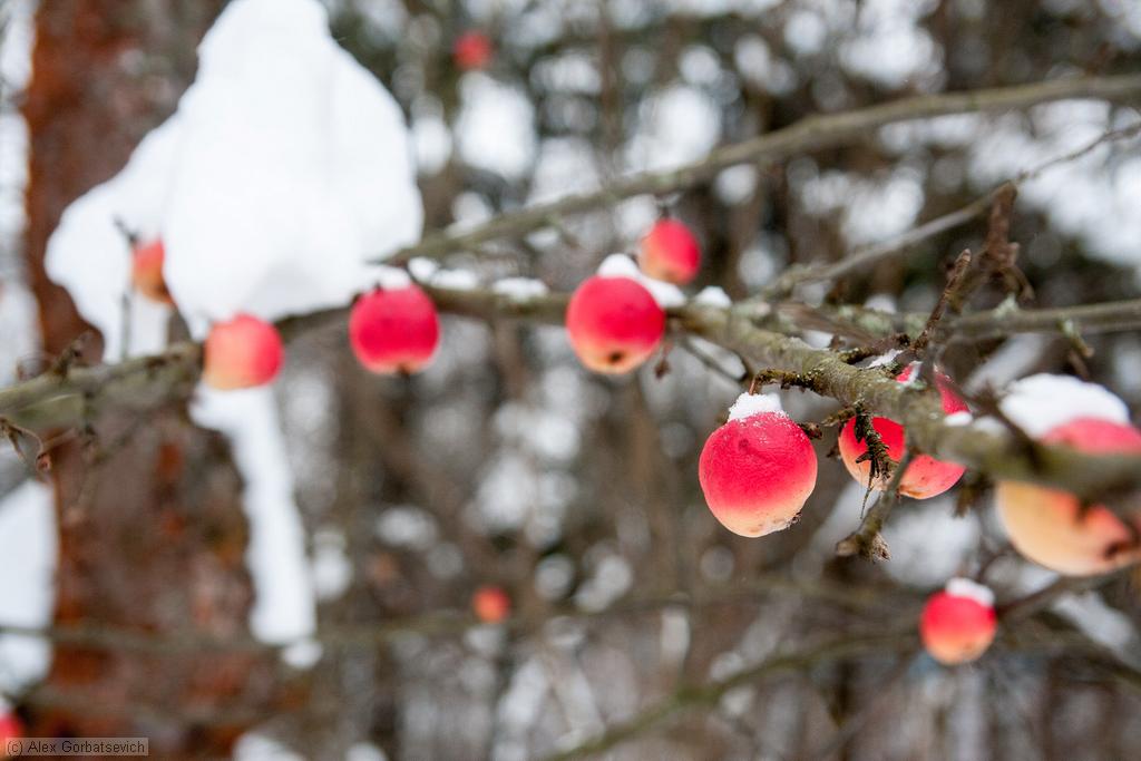 ������ �� �����