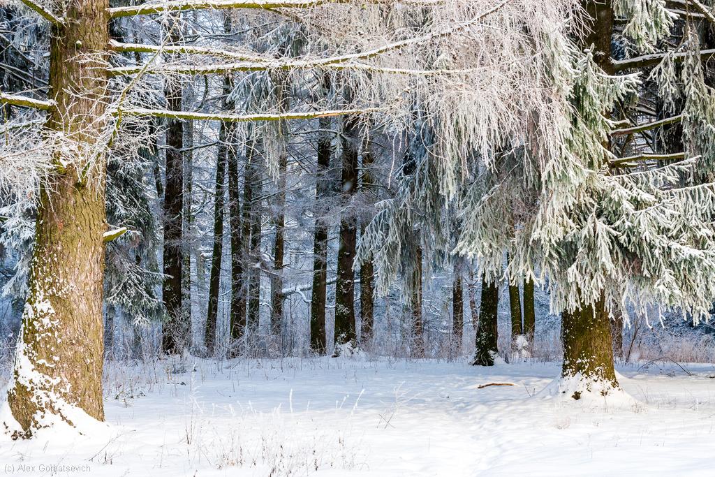 � ������ ����