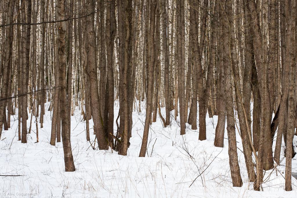 �������� ���