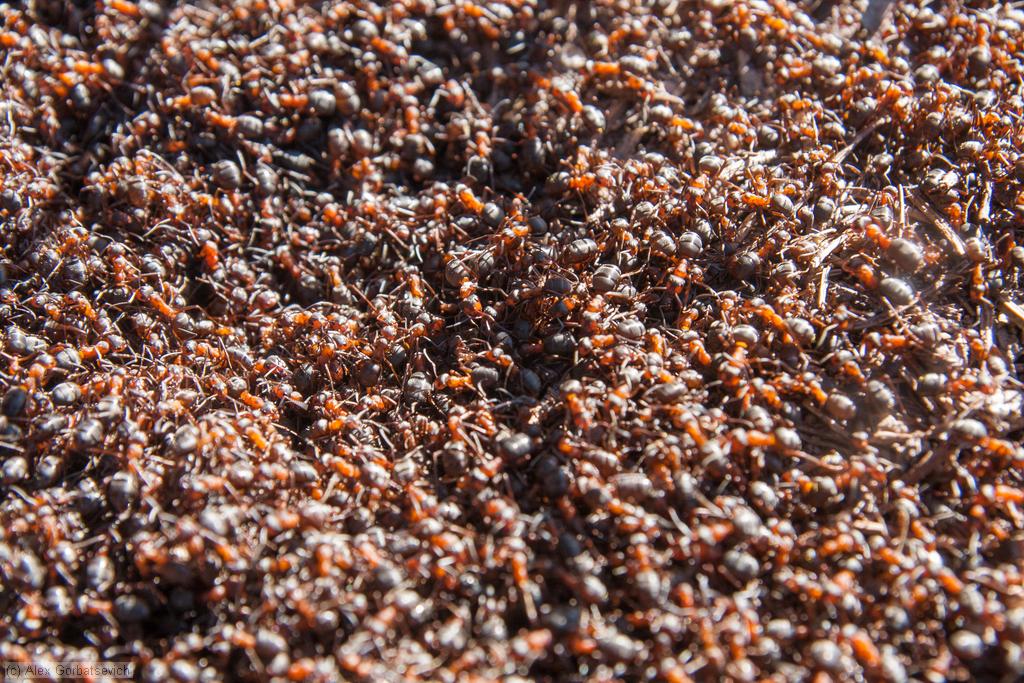 ������� ����������������