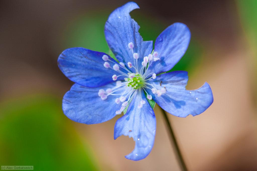 ������� �������