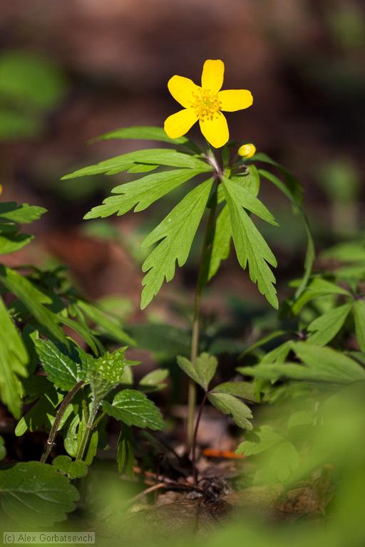 ������� �������� (��������� ������)