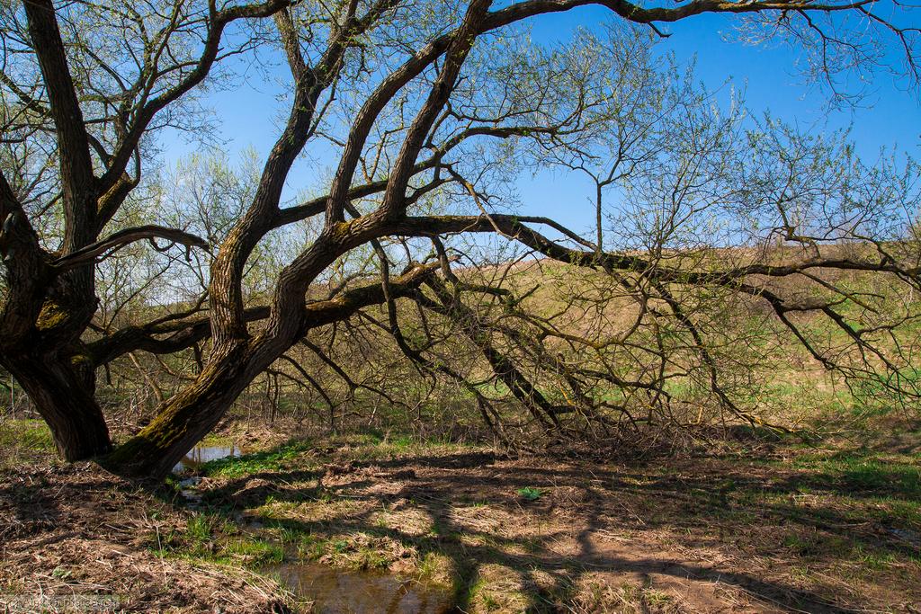 �� �������