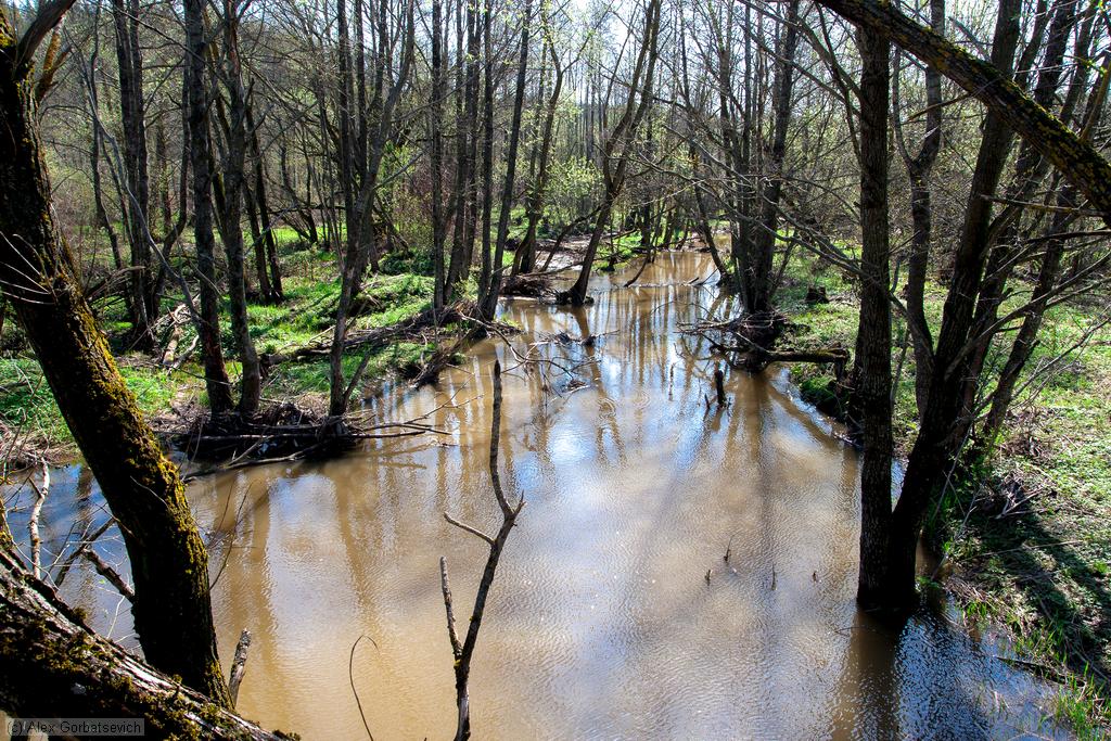 ������ ����