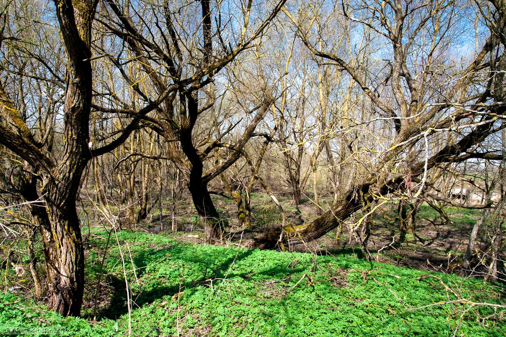 �������� ���