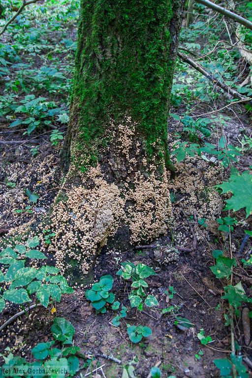 ����� �� ���� �������