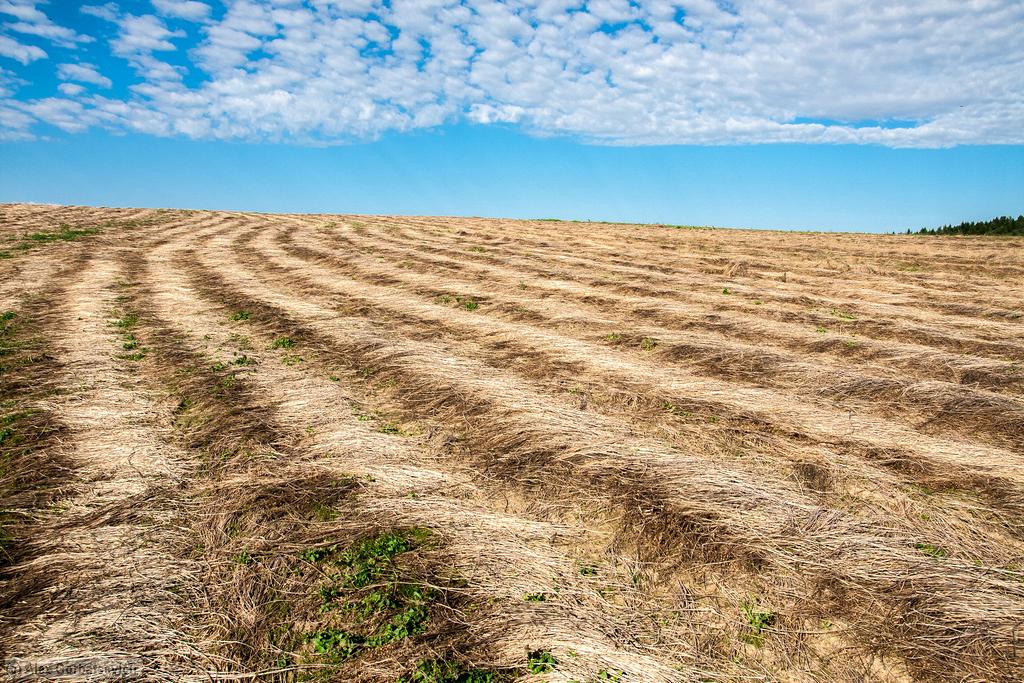 ������� ����