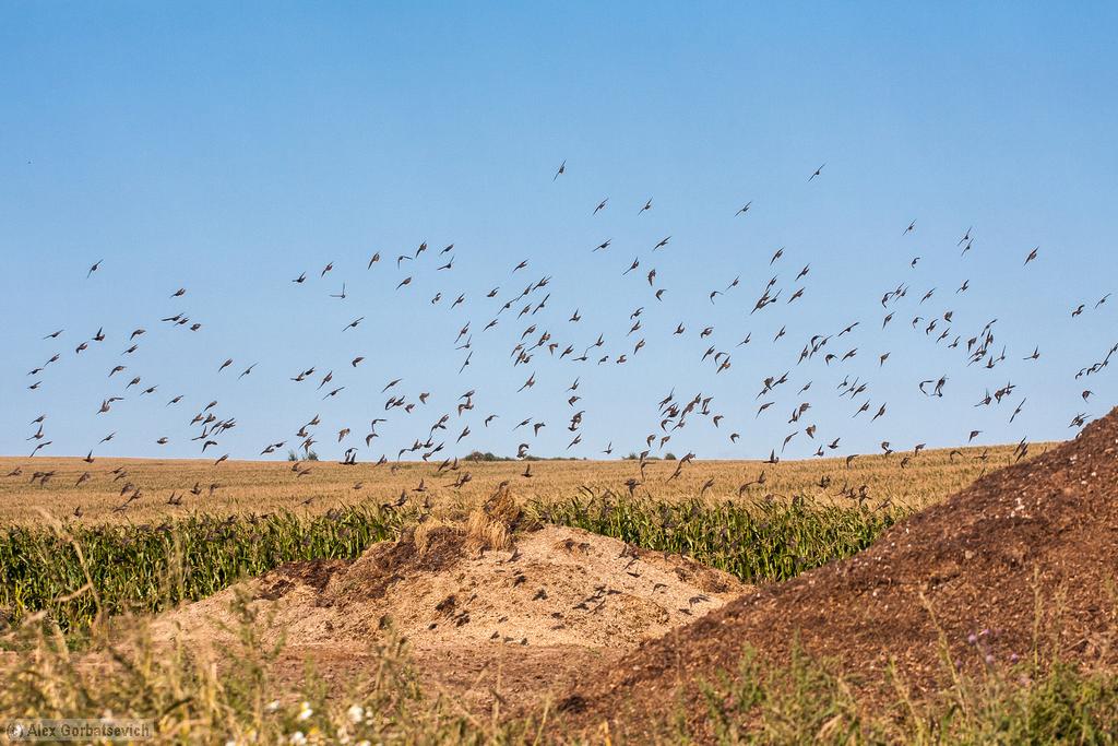 ���� ����