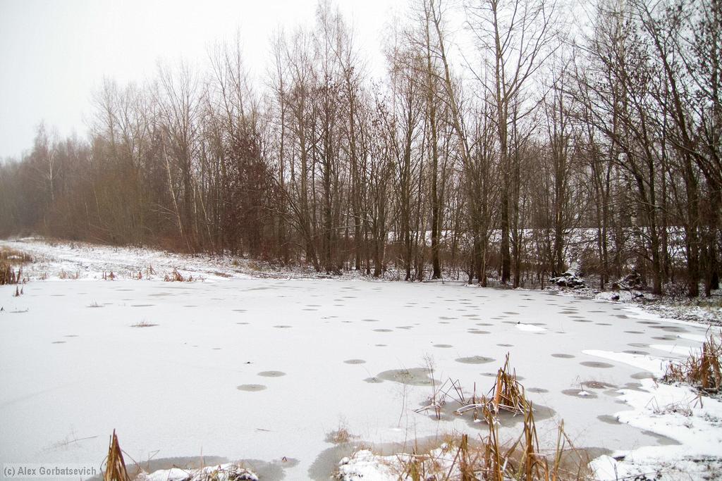 ���������: ����