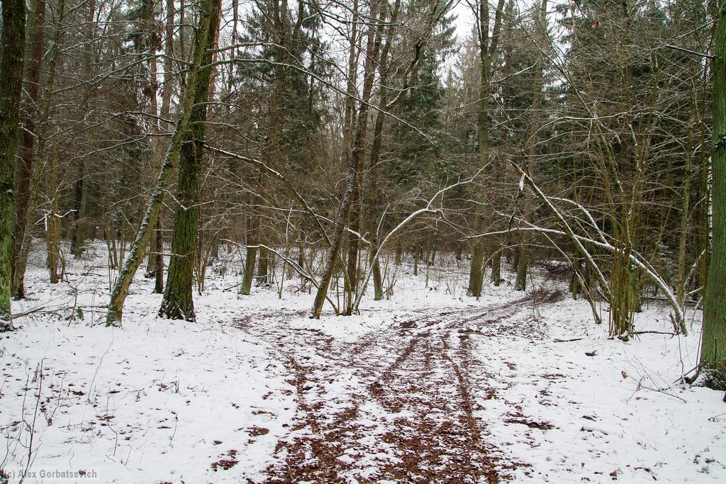 ���� ������