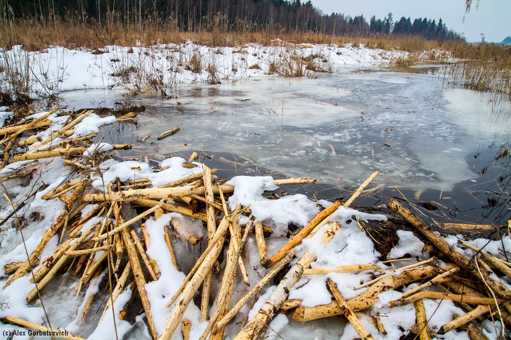 �������� �������