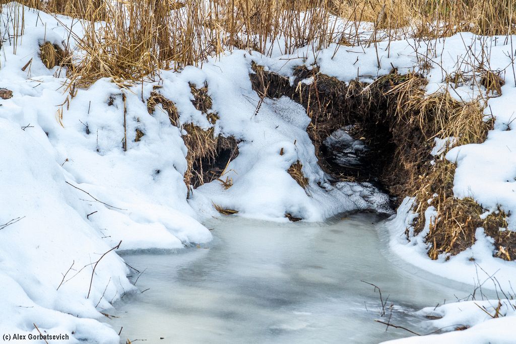 �������� ���