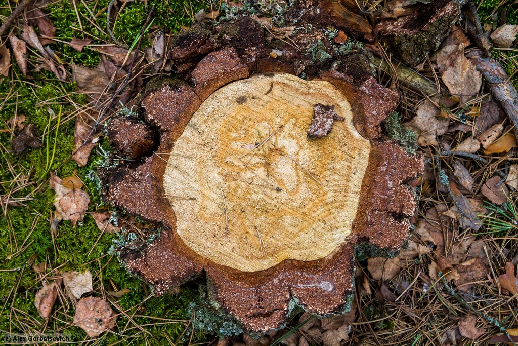 �����-�� ��� ���� �������