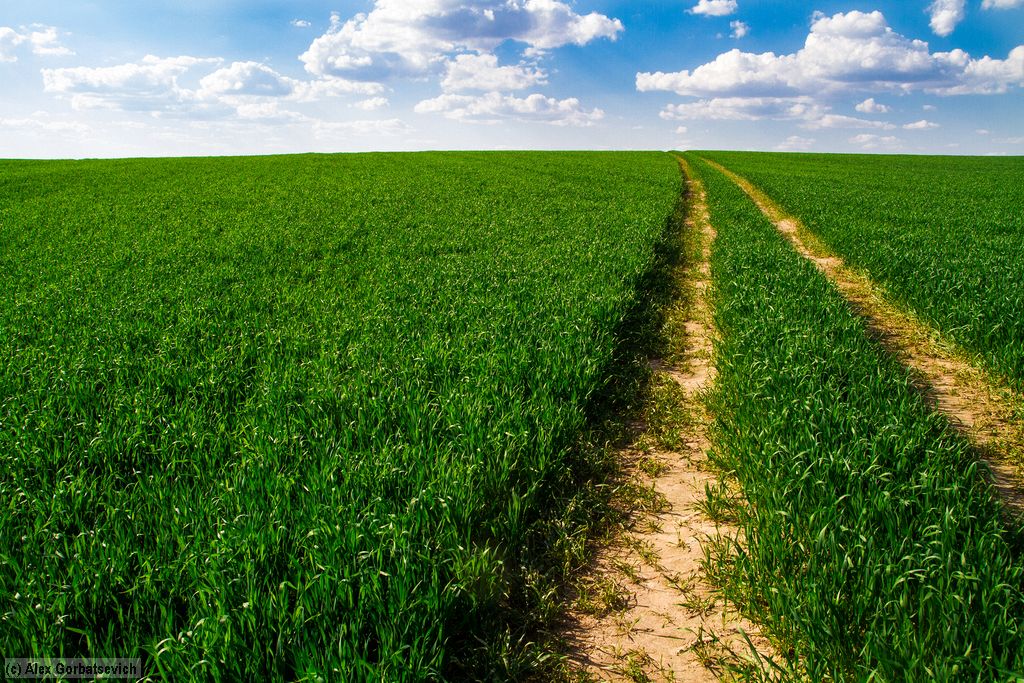 ����� ����