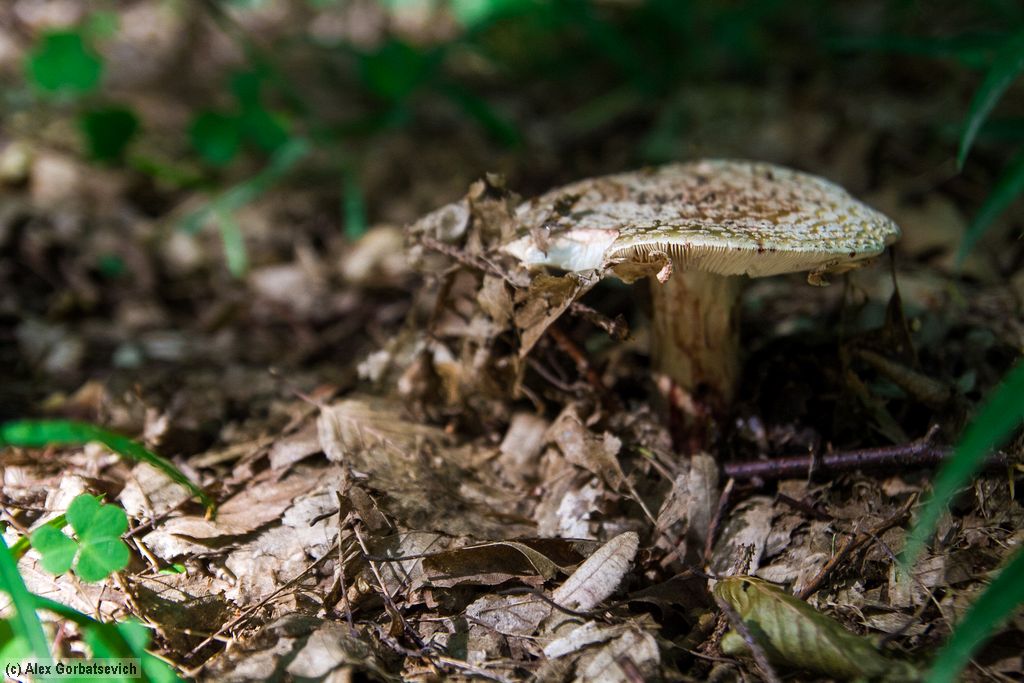 ������� �������