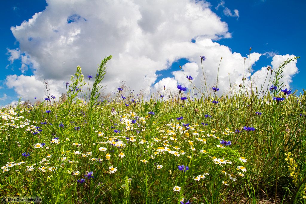 �������-����������� ����